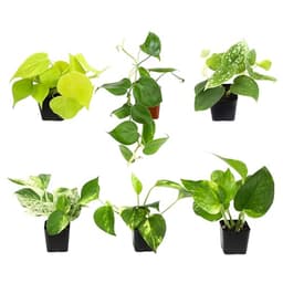 Plentiful Pothos & Philodendron 6-Pack