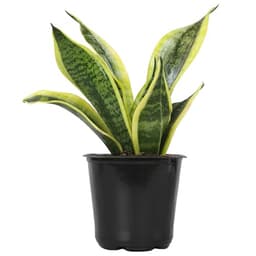 Altman Plants Snake Plant (Superba)